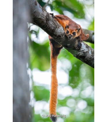 Fujifilm Fujinon XF 400mm f/4.5 R LM OIS WR objektiiv