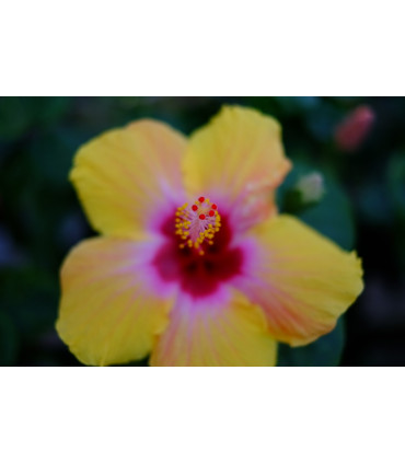 Fujinon XF 35mm f/1.4 R objektiiv