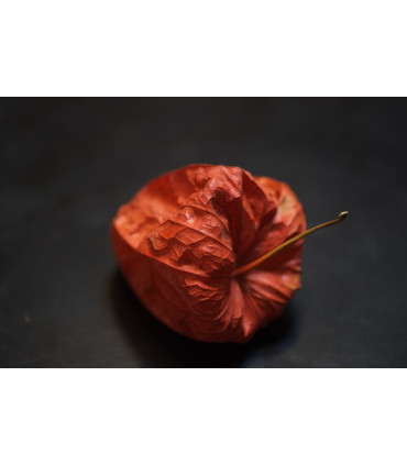 Fujinon XF 60mm f/2.4 R Macro objektiiv