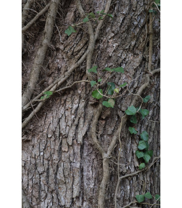 Fujinon XF 60mm f/2.4 R Macro objektiiv