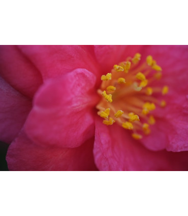 Fujinon XF 60mm f/2.4 R Macro objektiiv