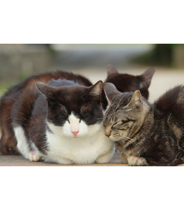 Fujinon XF 55-200mm f/3.5-4.8 R LM OIS objektiiv