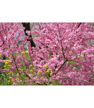 Fujinon XF 55-200mm f/3.5-4.8 R LM OIS objektiiv