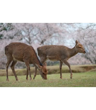 Fujinon XF 55-200mm f/3.5-4.8 R LM OIS objektiiv