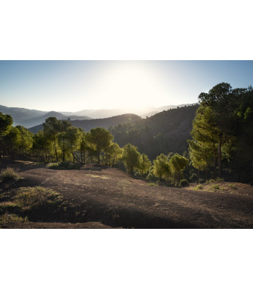 Tamron 17-28mm f/2.8 Di III RXD objektiiv Sonyle