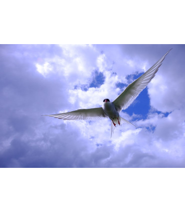 Fujinon XF 18-135mm f/3.5-5.6 R LM OIS WR objektiiv