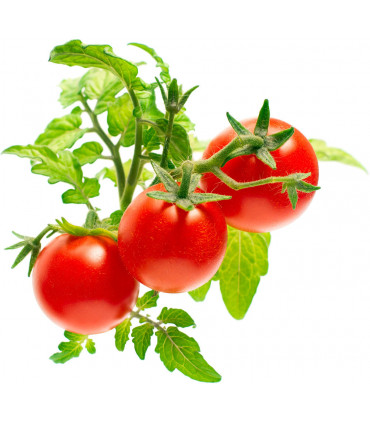 Click & Grow Smart Garden refill Minitomat 3tk