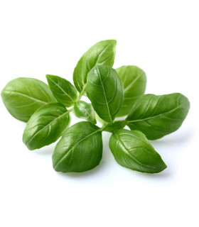 Click & Grow Smart Garden refill Basiilik 3tk