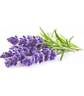 Click & Grow Smart Garden refill Lavendel 3tk