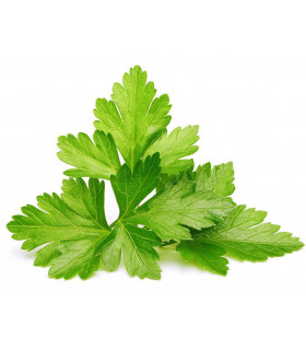 Click&Grow Click&Grow Smart Garden refill Koriander 3tk