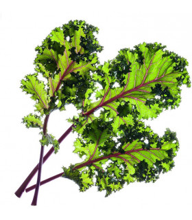 Click & Grow Smart Garden refill Punane lehtkapsas 3tk