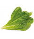 Click & Grow Smart Garden refill Rooma salat 3tk