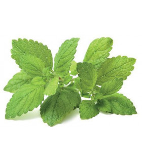 Click & Grow Smart Garden refill Sidrunmeliss 3tk