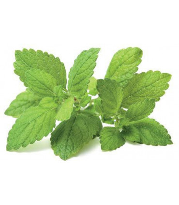 Click & Grow Smart Garden refill Sidrunmeliss 3tk