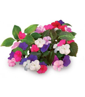 Click & Grow Smart Garden refill Lemmalts 3tk