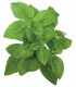 Click & Grow Smart Garden refill Kääbusbasiilik 3tk