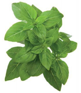 Click & Grow Smart Garden refill Kääbusbasiilik 3tk