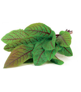 Click & Grow Smart Garden refill Verev oblikas 3tk