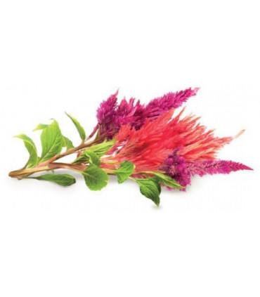 Click & Grow Smart Garden refill Kukehari 3tk