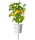 Click & Grow Smart Garden refill Kollane tomat 3tk