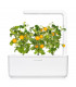 Click & Grow Smart Garden refill Kollane tomat 3tk