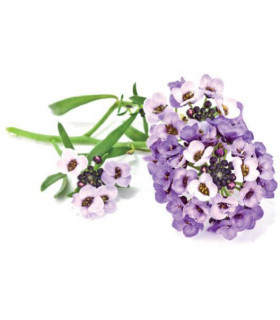 Click & Grow Smart Garden refill Kivikilbik 3tk