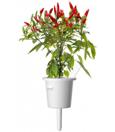 Click & Grow Smart Garden refill Piri Piri tšillipipar 3tk