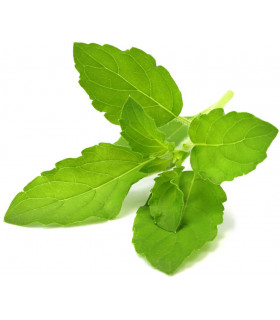 Click & Grow Smart Garden refill Püha basiilik 3tk