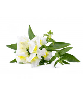 Click & Grow Smart Refill Valge lõvilõug 3tk