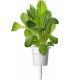 Click & Grow Plant Pod Salad Mix 9tk