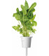 Click & Grow Plant Pod Salad Mix 9tk