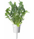 Click & Grow Plant Pod Salad Mix 9tk