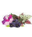 Click & Grow Plant Pod Vibrant Flower Mix 9tk