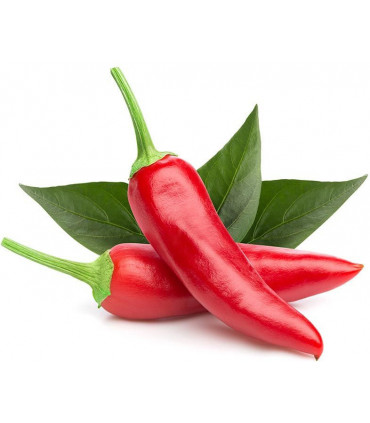 Click & Grow Smart Garden refill Tšillipipar 3tk