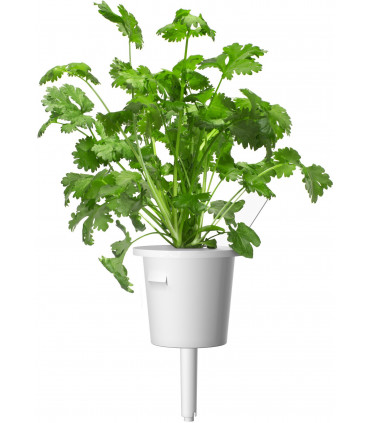 Click&Grow Click&Grow Smart Garden refill Koriander 3tk