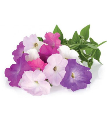 Click & Grow Smart Garden refill Petuunia 3tk