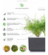 Click & Grow Smart Garden refill Till 3tk