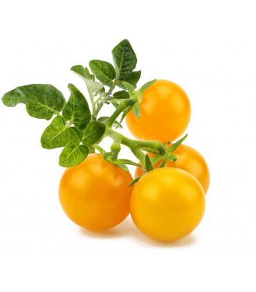 Click & Grow Smart Garden refill Kollane tomat 3tk