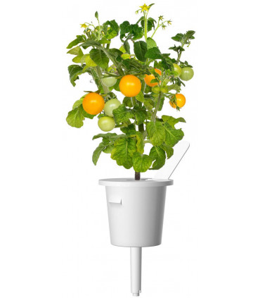 Click & Grow Smart Garden refill Kollane tomat 3tk