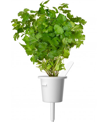 Click & Grow Plant Pod Steak Mix 9tk