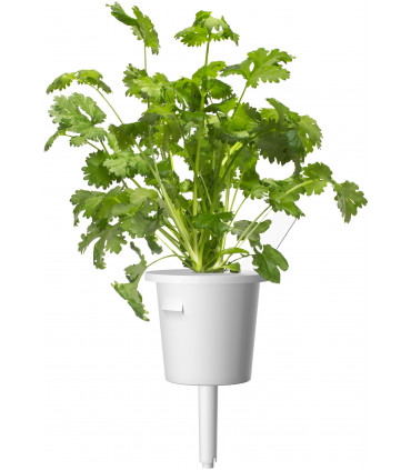 Click & Grow Plant Pod Steak Mix 9tk