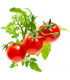 Click & Grow Smart Garden refill Minitomat 3tk