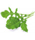 Click & Grow Smart Garden refill Rukola 3tk
