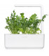 Click & Grow Smart Garden refill Rukola 3tk
