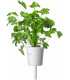 Click&Grow Click&Grow Smart Garden refill Koriander 3tk