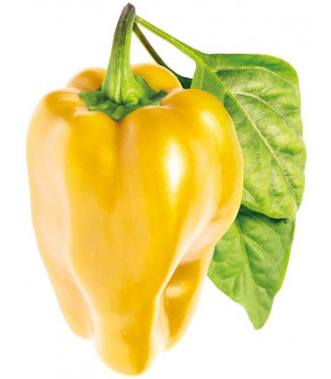 Click & Grow Smart Garden refill Kollane paprika 3tk