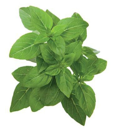 Click & Grow Smart Garden refill Kääbusbasiilik 3tk