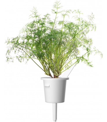 Click & Grow Smart Garden refill Till 3tk