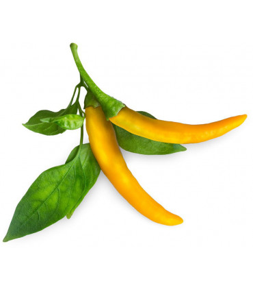 Click & Grow Smart Garden refill Kollane tšilli 3tk