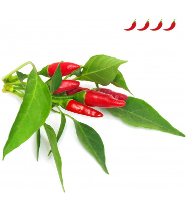 Click & Grow Smart Garden refill Piri Piri tšillipipar 3tk